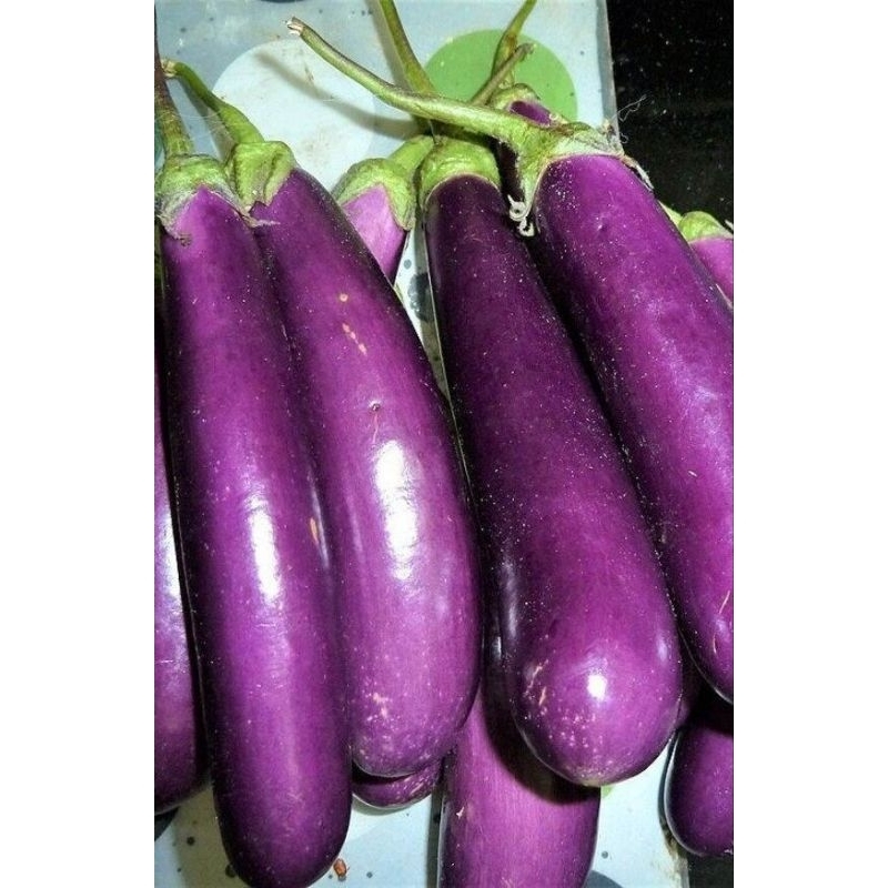 

terong ungu