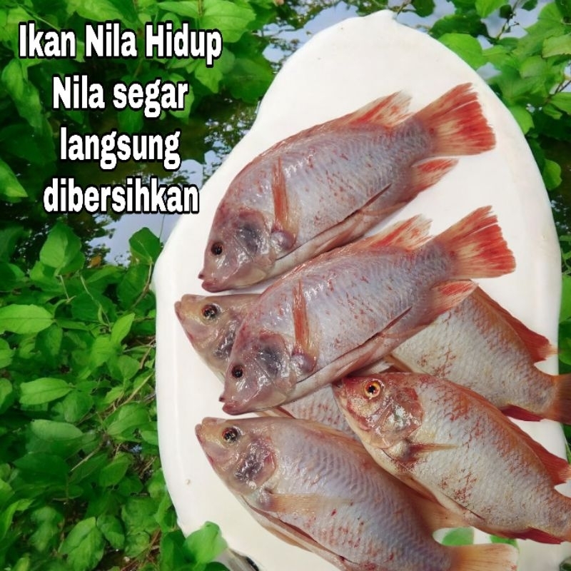 

1 Kg Ikan nila merah segar ikan nila hidup langsung dibersihkan