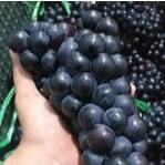 

Anggur bali 1 kg Asam manis segar