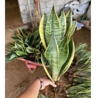 sensivera superba jumbo