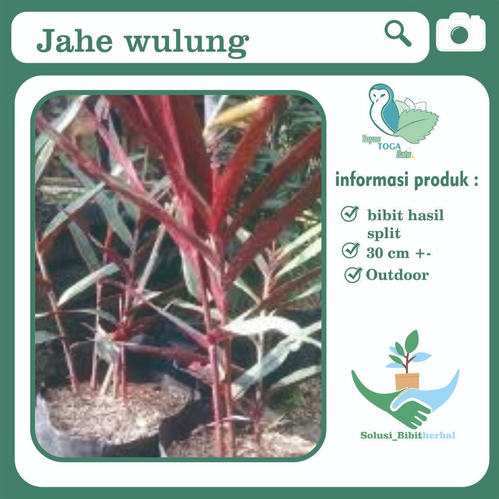 Jahe wulung jahe hitam