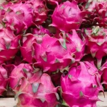 

Buah Naga 1buah besar