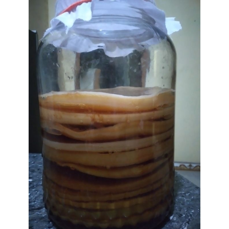 

bibit scoby premium untuk fermentasi teh kombucha diameter 15cm+starter