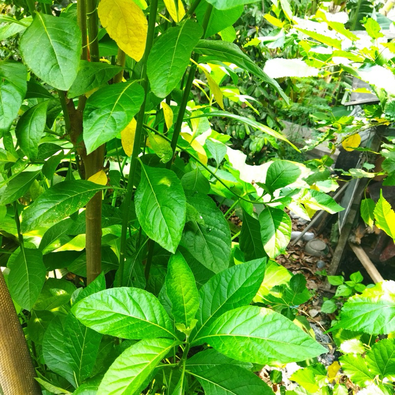 

DAUN AFRIKA / SAMBUNG NYAWA SEGAR PER LEMBAR