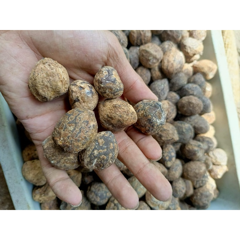 

Kemiri gelondong bumbu 1Kg