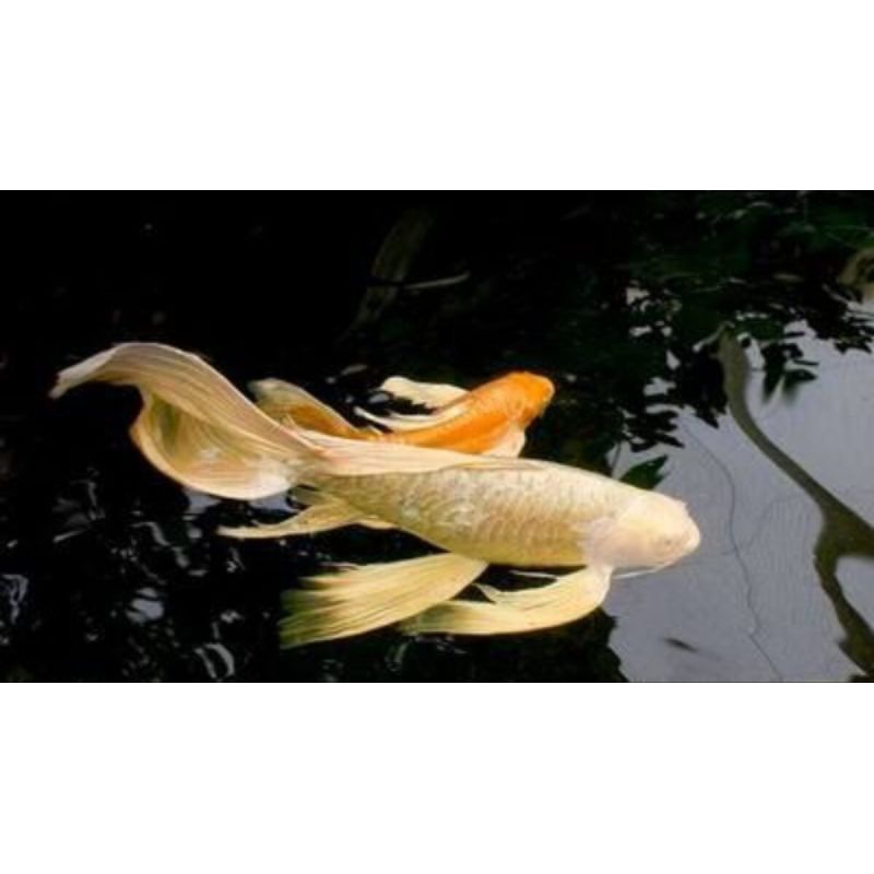 hiasan kolam koi kumpai slayer metalik sisik naga uk 10-12cm super gondrong