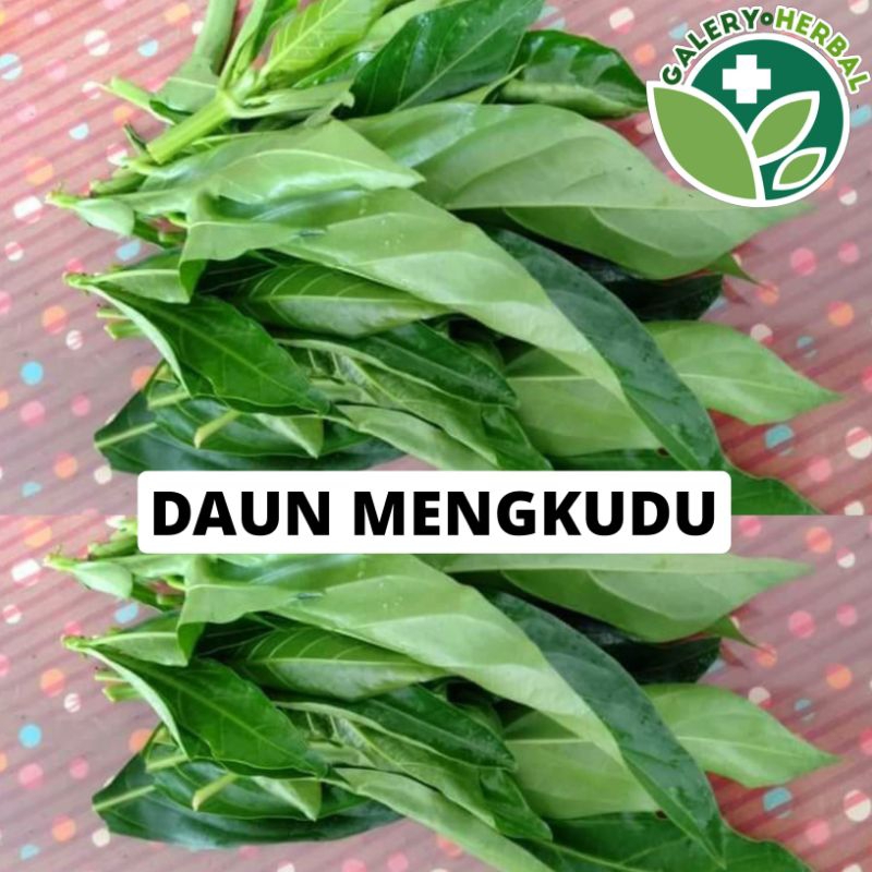

Daun Mengkudu Segar Daun Cangkudu Fresh Order Baru Petik