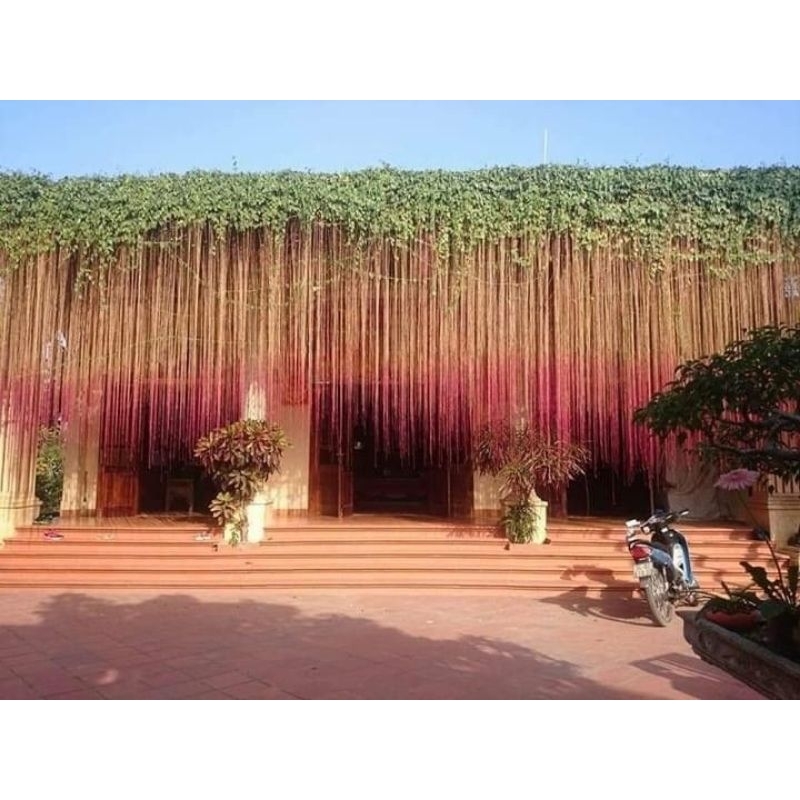 Tanaman rambat curtain ivy (akar gantung merah)