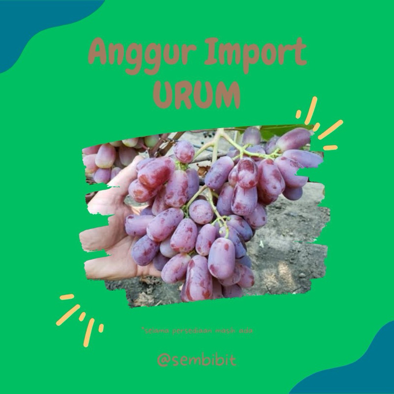 

bibit anggur import jenis urum