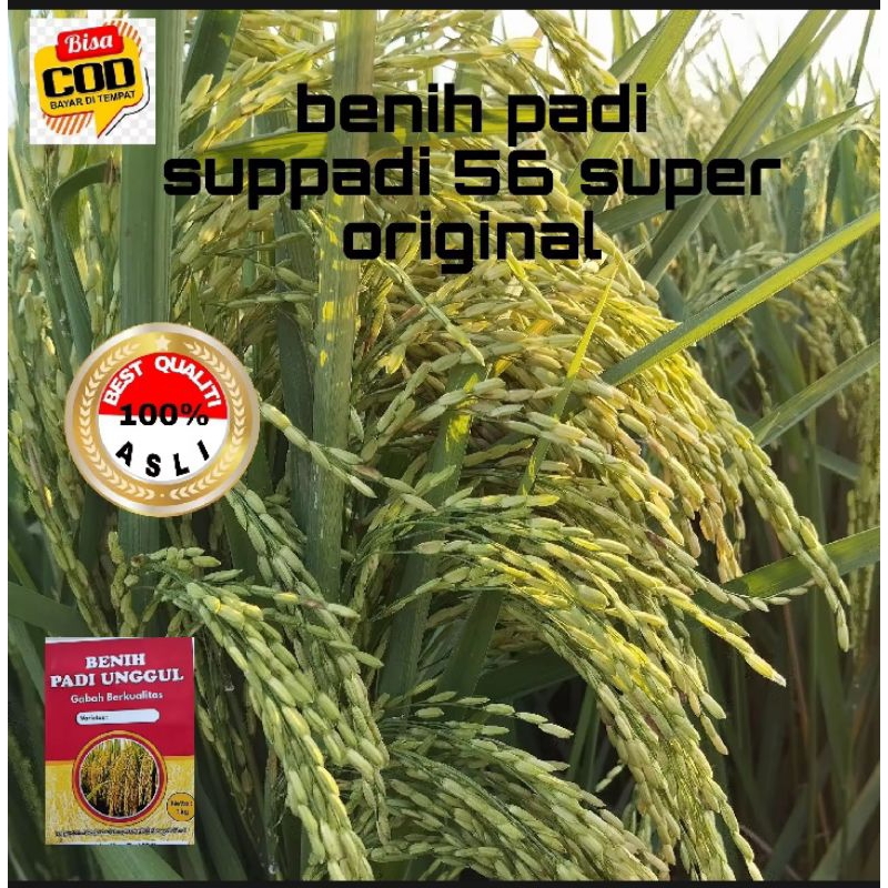 Benih padi SUPPADI 56 SUPER ORIGINAL 2KG