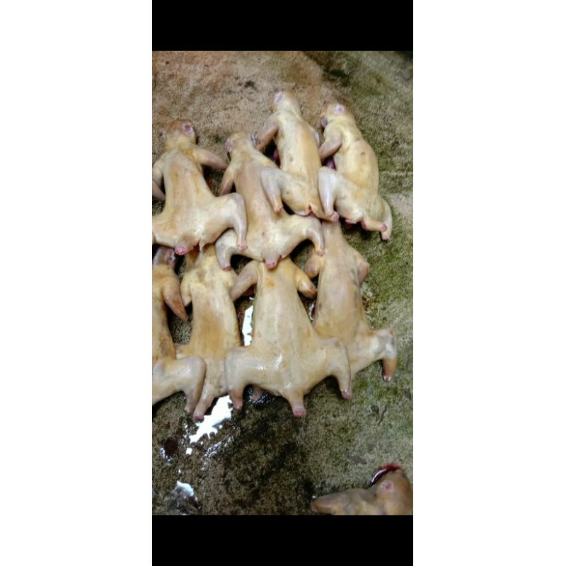 

Daging Tupai Segar Asli Bangka