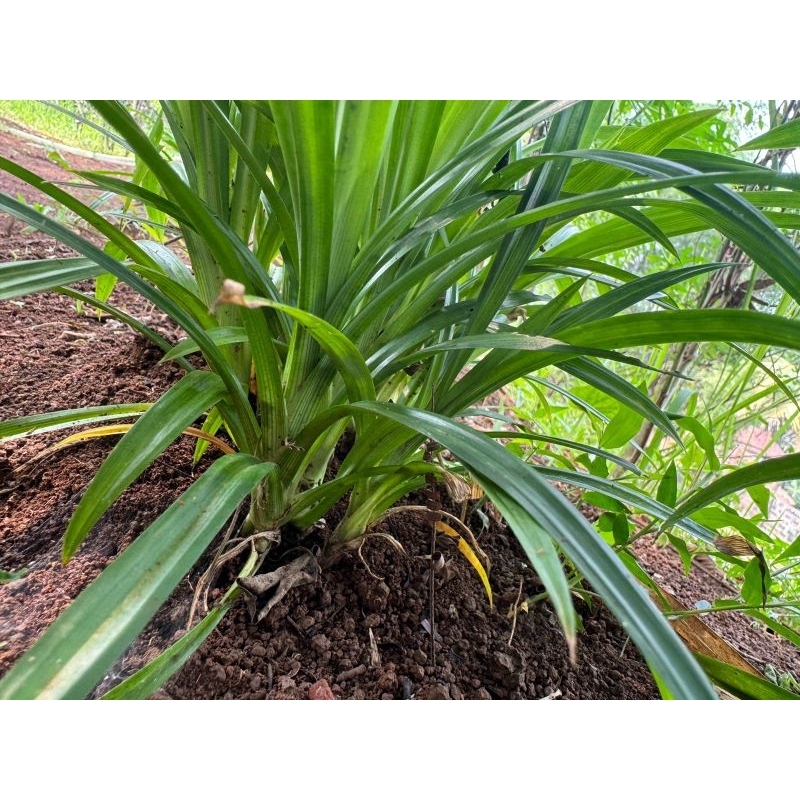 

daun pandan wangi