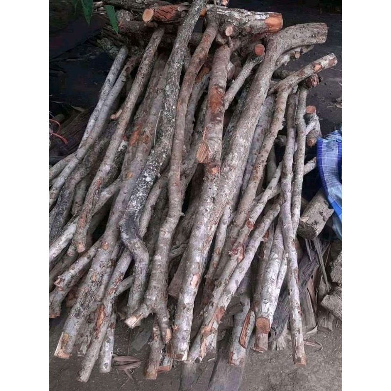 bahan kayu stigi laut super untuk tongkat jalan dan komando