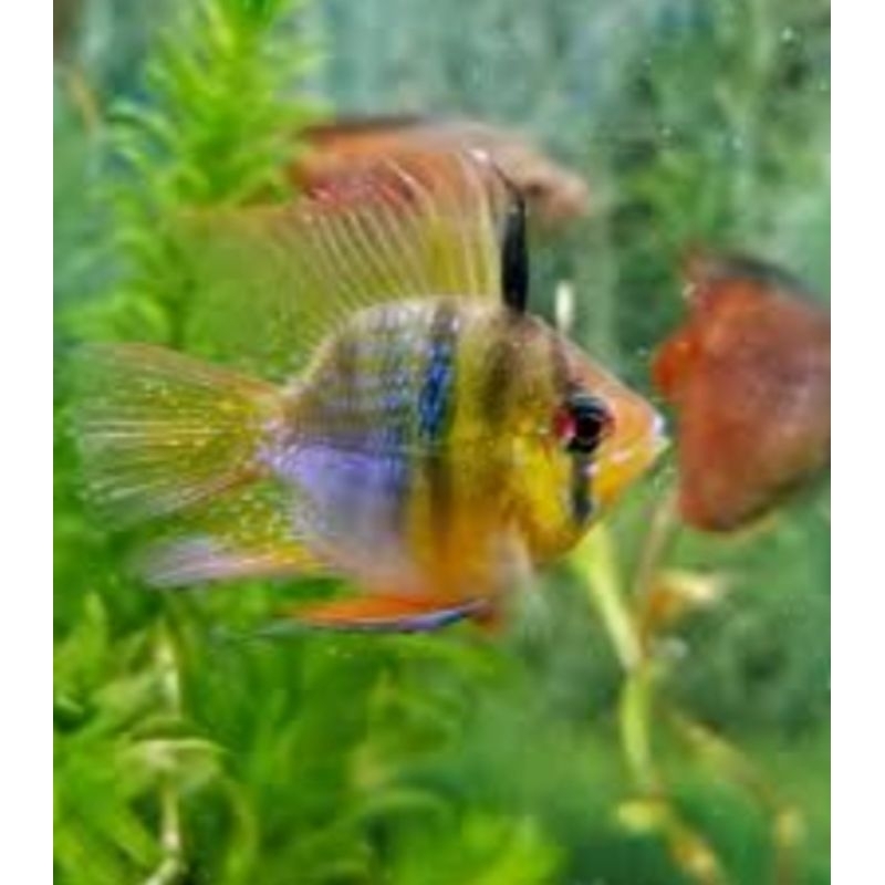 ramirezi german Ballon