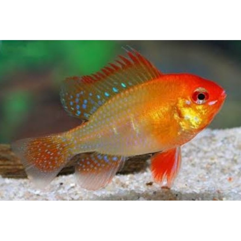 Ramirezi Golden German Long Boddi