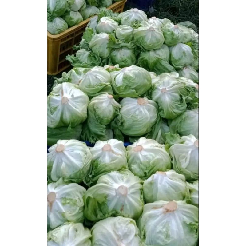 

lettuce head ice berg lotus salada 1 kg fresh