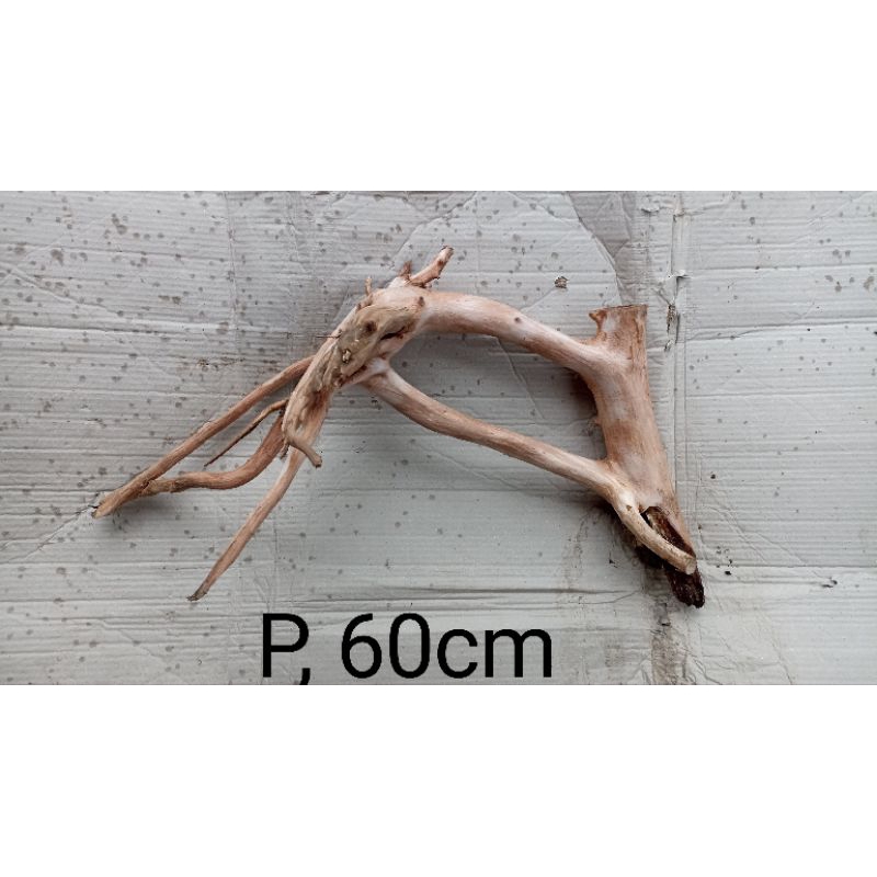 kayu bonggol  Ranting Aquascape variasi