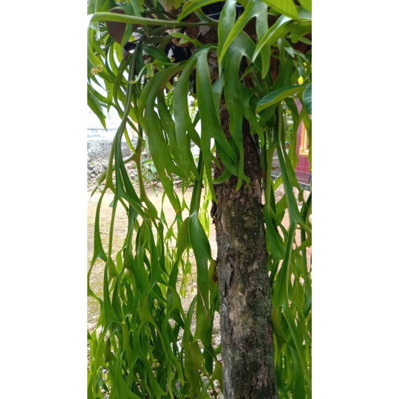 KADAKA TANDUK RUSA SIZE JUMBO