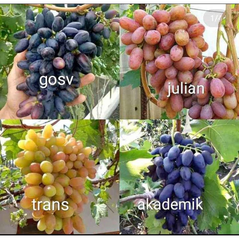 

paket hemat 4 bibit anggur import termurah