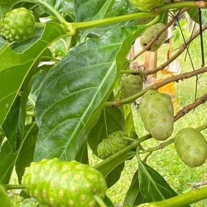 

daun mengkudu :per 50 lembar khasiat ajaib dari daun herbal