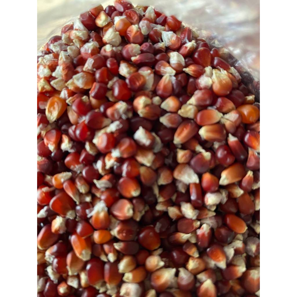 JAGUNG MERAH PAKAN BURUNG MERPATI 1 KG