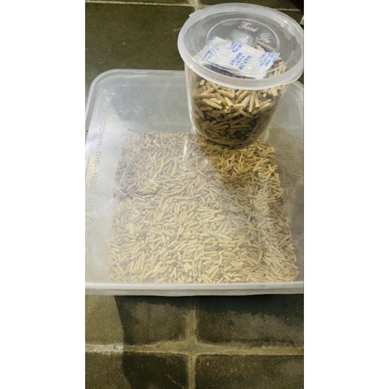 BENIH / SEED ADENIUM LOKAL PERSERIBU