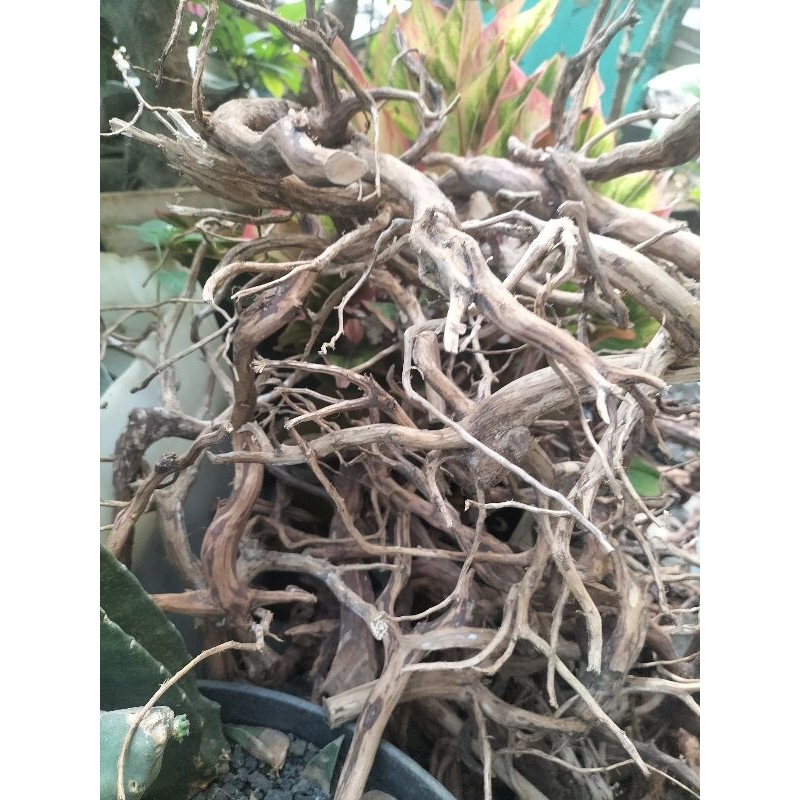 kayu rasamala aquascape aquarium