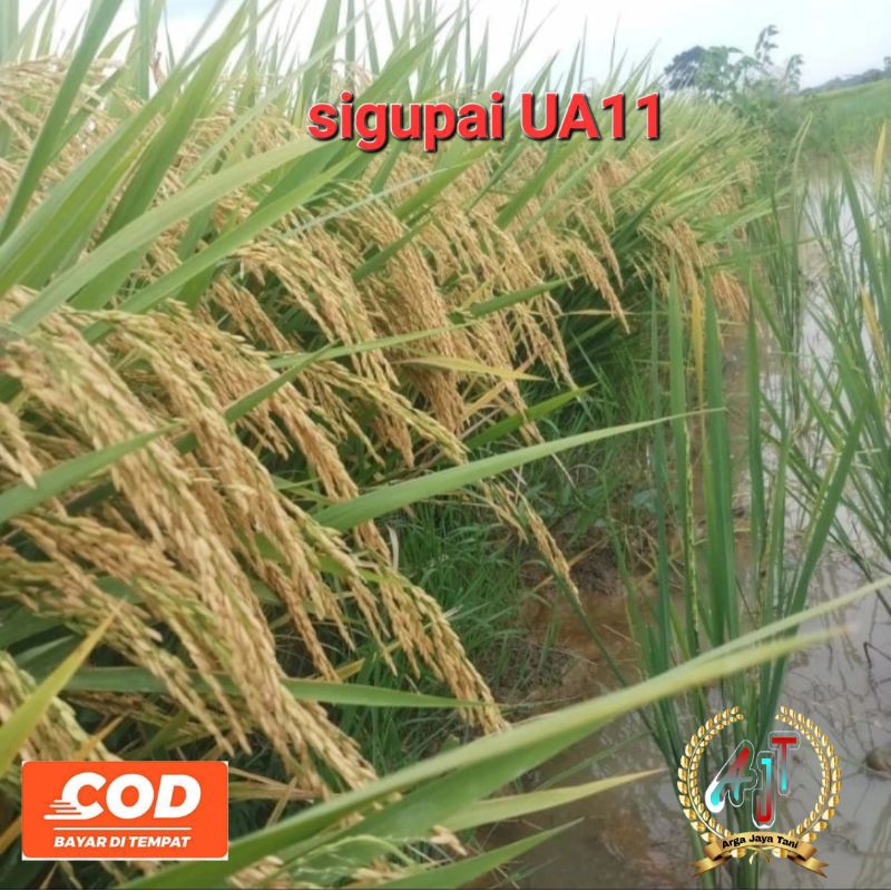 BENIH PADI SIGUPAI UA11 1KG