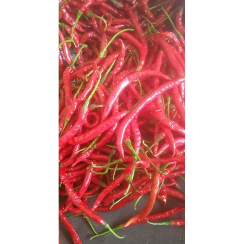 

Cabai merah kriting fres