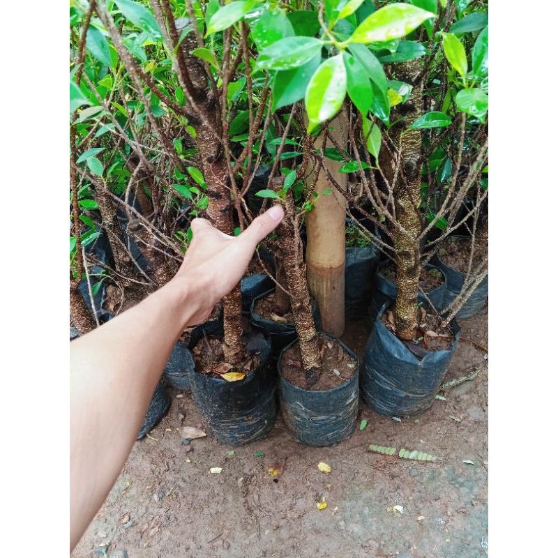 Bahan Progam Akar Beringin Kimeng Bahan Bonsai Ukuran Jempol Kaki