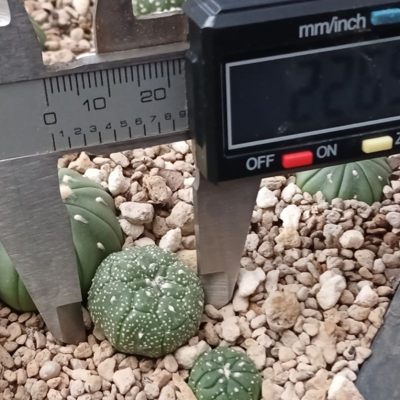 Astrophytum Kikko Turtle | Kaktus
