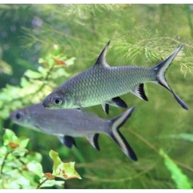 

ikan balashark 15cm