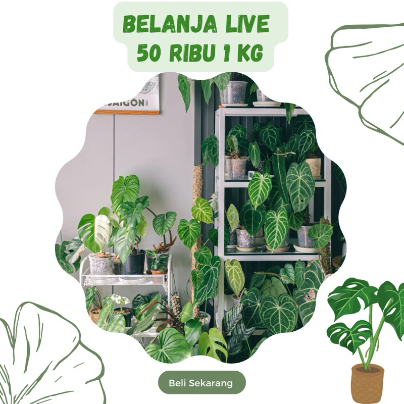 

Belanja 50 Ribu - 1 kg