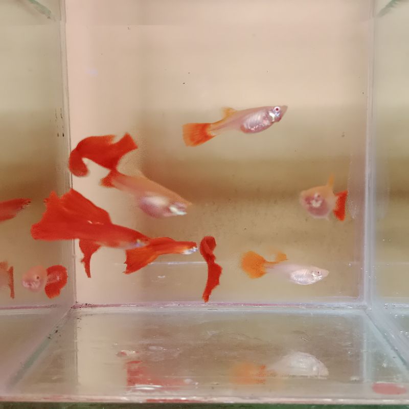 sepasang ikan guppy albino full red (AFR)