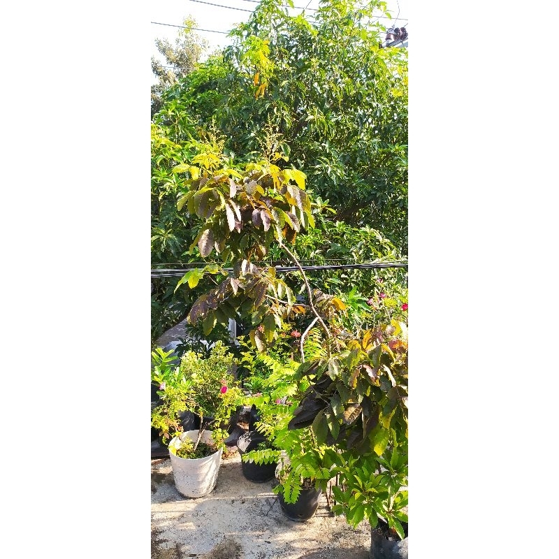 KELENGKENG MERAH CANGKOK BESAR