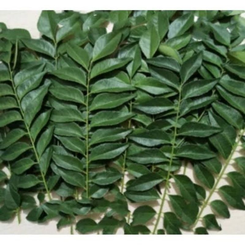 

Daun kari segar (temurui/salam koja) 200 gr