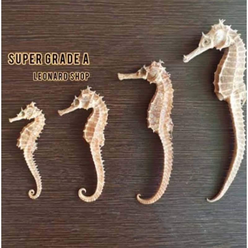 

Kuda Laut size 7-8 cm (khasiat joss)