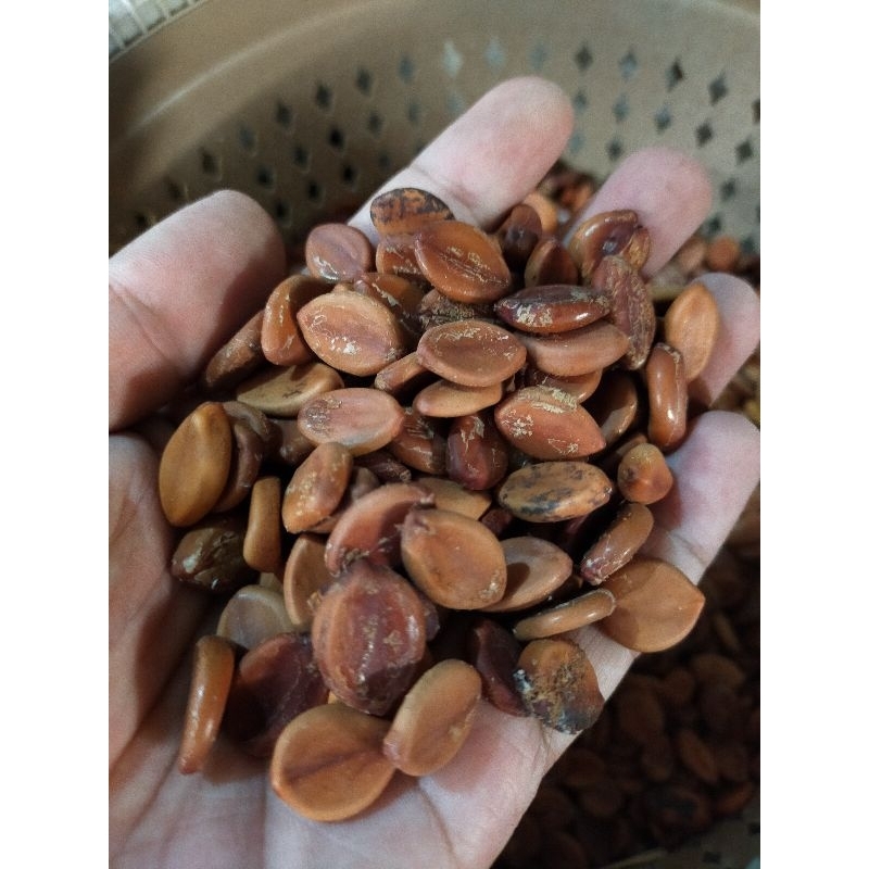 Biji trembesi kering - biji trembesi - godril - 1 kg