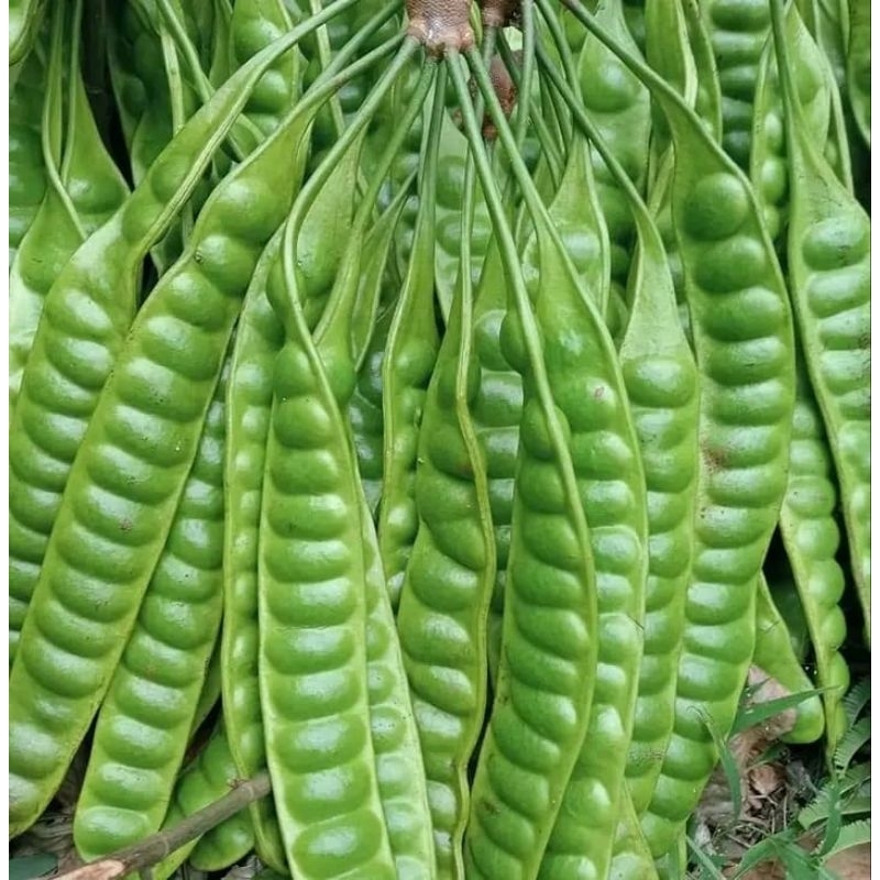 

PETE SUPER PILIHAN 10 PAPAN - Raja Pete