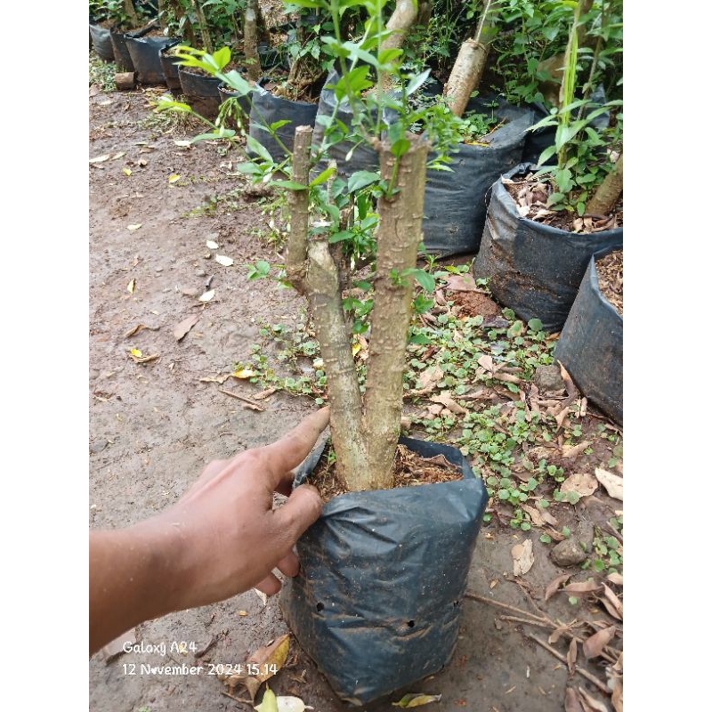 Bahan bonsai anting putri bonggol bagus