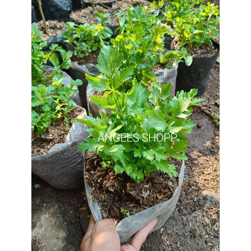 

Bumbu Dapur Masakan Seledri Rimbun Perpolibag