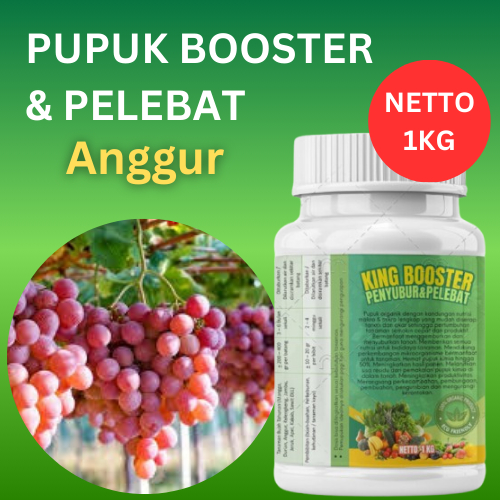 Pupuk Anggur Agar Cepat Berbuah