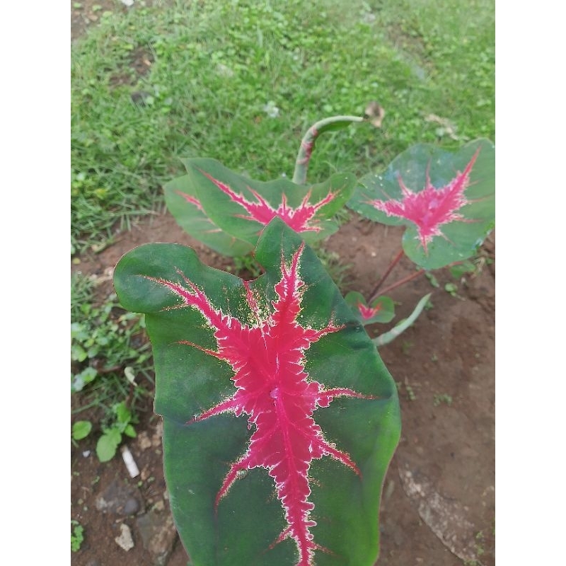 KELADI JOKER TANAMAN HIAS KELADI JOKER CANTIK