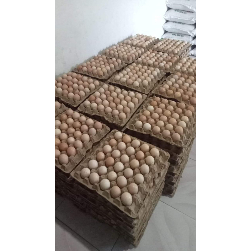 

Telur Ayam Eropa size kecil