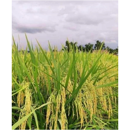 Benih Padi CL 284 , CL-284 Kemasan 5kg Bibit Padi Unggul