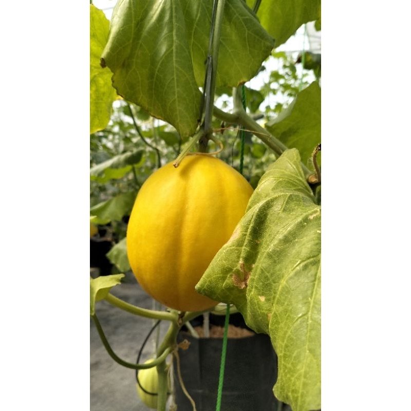 

Melon Golden Luna (Harga perkg)