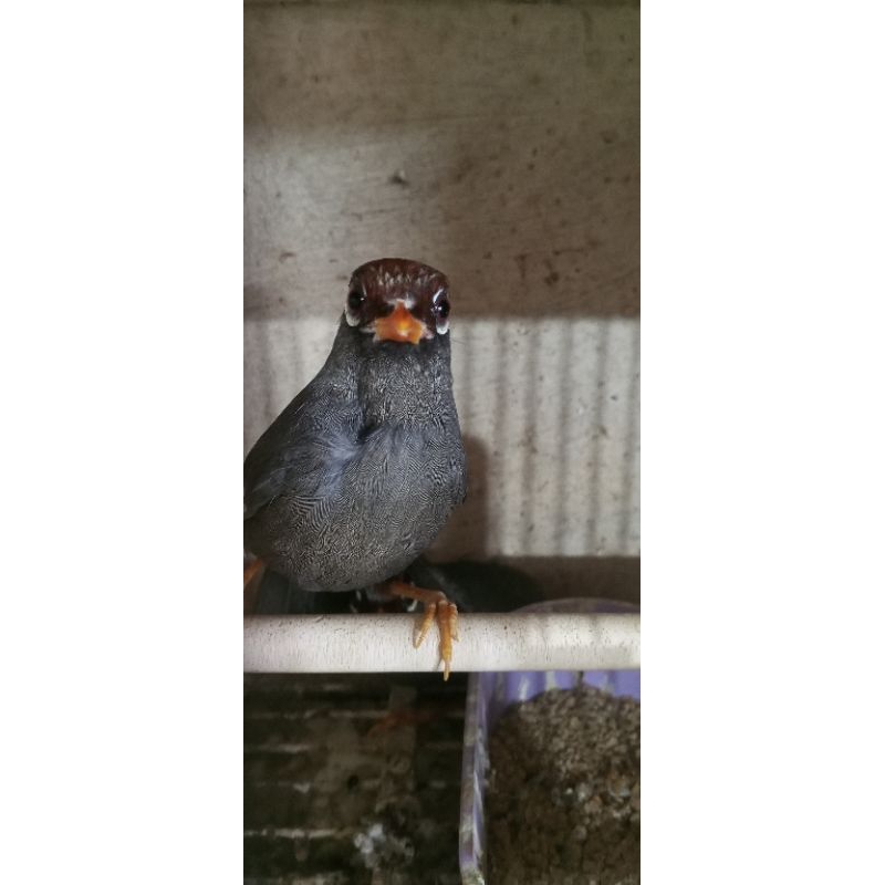 Poksay Mandarin pilihan