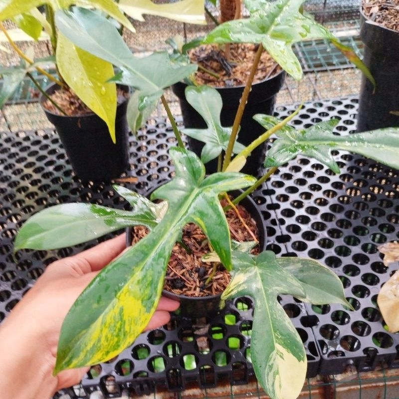 Flobe Varigata