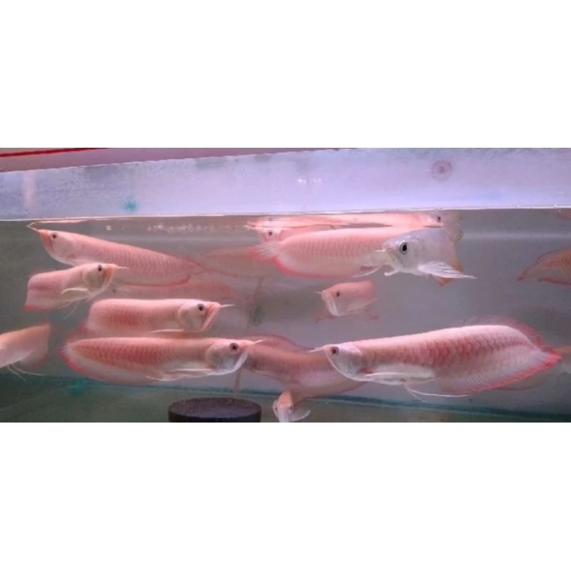 arwana silver albino ukuran 20-30cm