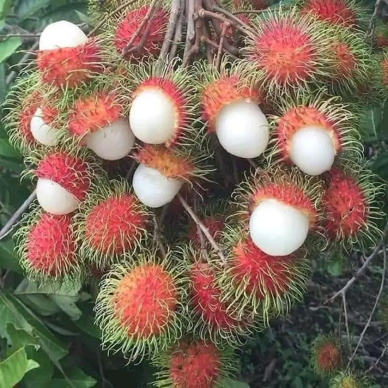 

RAMBUTAN PAKATTO RAMBUTAN FRESH LANGSUNG DARI POHON 1KG